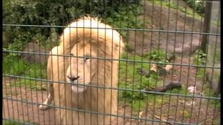 Animal and Keeper Interaction at Isle of Wight Zoo [upl. by Ozmo]