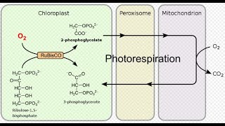 Photorespiration  C2 Cycle  CSIR NET Life Sciences [upl. by Euhsoj779]