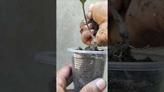 Syzygium jambos 🌿 reusing tree🌳 propagat 🌿plastic containerplants reuse shorts garden [upl. by Swerdna]