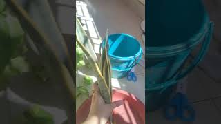 plant propagation plants shorts [upl. by Worth16]