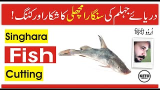 Singhara Fish Cutting  Organic River Fish Benefits  Fish Hunting  Ali Hashmi UrduHindi [upl. by Atkinson]