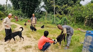 rabies injection lagaudei gau variko kukurlai [upl. by Thilda]