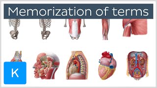 How to Memorize Anatomy Terms in 4 Steps  Human Anatomy  Kenhub [upl. by Lucas]