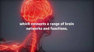 Scientists Locate Brain Area Where Value Decisions Are Made [upl. by Nottage]