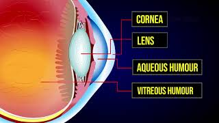 The Human Eye  Mechanism of Human Eye  The Visual Pathway [upl. by Elamaj]