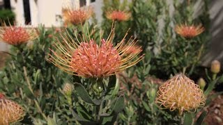 protea plant garden update  8 months later  protea leucospermum leucadendron and mimetes [upl. by Horvitz449]