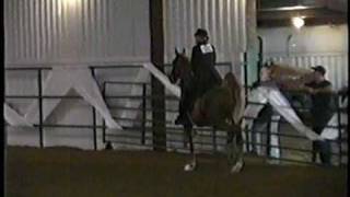 5Gaited Horse Racking and Trotting [upl. by Yeslah]