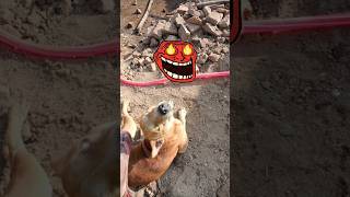 Dog is the monster villain dog monster villain fannymoments music ifeelfunny feelies tooloud [upl. by Aneg729]