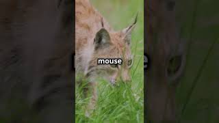 Mind Blowing Facts Lynxes shorts animals funfacts informative [upl. by Yrkcaz]