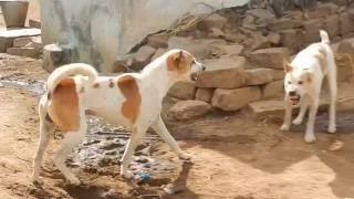 Pandikona Dogs Fighting in Village [upl. by Hayidan]