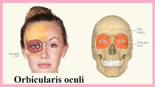 orbicularis oculi [upl. by Adaliah]