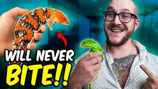 5 Reptiles That Will NEVER Bite You [upl. by Hazard]