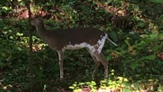 Piebald Whitetail Deer  N1 Outdoors [upl. by Ellegna]