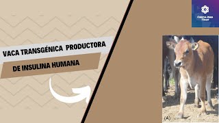 Vacas transgénicas La nueva fábrica de producción de insulina humana [upl. by Whitelaw980]