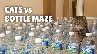 Cats vs Bottle Maze  Kittisaurus [upl. by Giah]