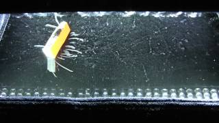 Fiestaware U238 in the Cloud chamber 1080p [upl. by Tegdirb251]