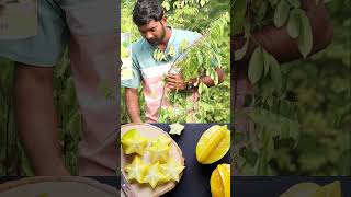 Star Fruit Sweet Plants  Star Fruit Plants In Telugu  Best Fruit Plants  Kadiyam Abbai  Shorts [upl. by Nerin198]