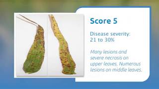 How to identify ramularia leaf spot symptoms in barley [upl. by Bolte]