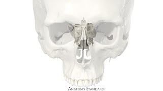 Neurocranium Ethmoid bone [upl. by Most19]