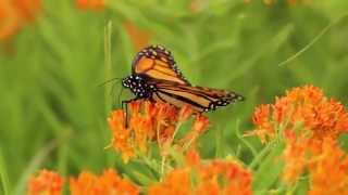 Milkweeds for Monarchs Butterfly Milkweed [upl. by Chuah]