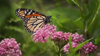 Milkweed For Monarchs [upl. by Orpha]