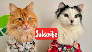 Happy Caturday  Live Stream [upl. by Nnyrat]