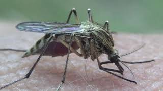 Feeding PET Mosquito  Mosquito drinking Blood Insect video Bart Coppens [upl. by Barrett]