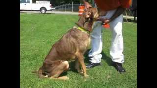 B2 Doberman Pinscher Great Dane Mix [upl. by Redlac275]