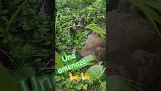 Amenaza 🐈 cat gatossaludables gatitosbonitos nature gatosgrasiosos birds gatosbebes animal [upl. by Anelem]