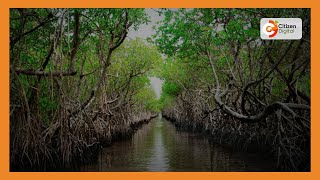 Campaign to restore mangrove forest intensifies in Lamu [upl. by Burne]