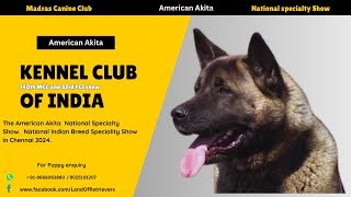 Amercan Akita Breed  Dog Show 2024 americanakita dogshow2024 [upl. by Antoine993]