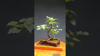 Banyantree Bonsai [upl. by Koziarz]