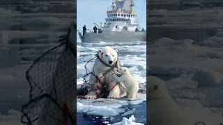 Polar Bear Rescue A Heartfelt Arctic AdventureAmazing Wildlife Momentshorts foryou cuteanimals [upl. by Mcnelly243]