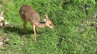 Le Dik Dik de Kirk est une très petite antilope africaine  Zoo de Beauval Loir et Cher France [upl. by Adall]