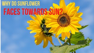 why sunflower Follow the sun How Do Sunflowers Face Sun How Sunflowers quotTrackquot movement of Sun [upl. by Hollerman]