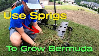 Growing Bermuda in Bare Spots with Sprigging  Not Overseeding [upl. by Tuckie552]