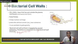 Peptidoglycan structure  bacterial cell wall [upl. by Adnilrev]