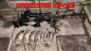 Shooting garden rats with airgun [upl. by Berneta]