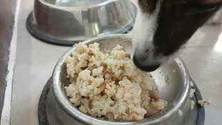 My pet dog eating rice with bits of Pork Adobo ASMR  June 19 2024 [upl. by Hayidan]