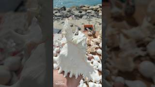 Indias Mysterious Lost City amp the Bridge to Heaven travel dhanushkodi [upl. by Ujawernalo]