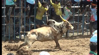 சத்திரப்பட்டி ஜல்லிக்கட்டு 2023 Videos 02  Chatrapatti Jallikattu 2023 Videos 02 [upl. by Amisoc]