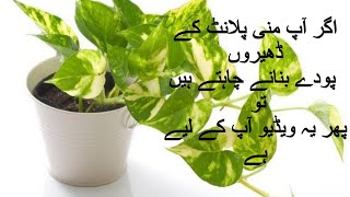 Best tips to grow money plantHow to grow money plantpothosSecret of growing money plant [upl. by Achorn]