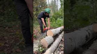 My fastest top handle chainsaw Husqvarna T540xp Mark III running a 16” Oregon Speedcut Nano [upl. by Shafer954]