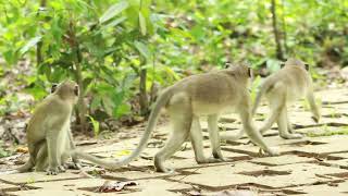 Sami Monkey and Gorge Monkey Meet entrance [upl. by Ainnet]