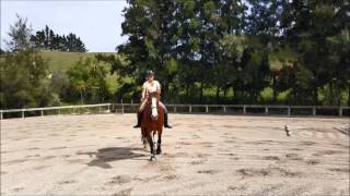 bitless bridle and bareback jumping course 1 metre [upl. by Martinez]