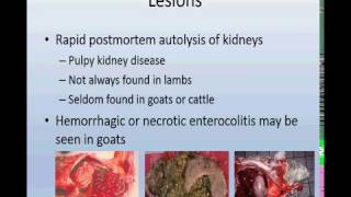 Enterotoxemia Clostridium perfringens in sheepgoatcalves [upl. by Euqirdor]