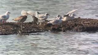 High Tide Wader Roost RSPB Rainham Marshes 200924 [upl. by Belter]