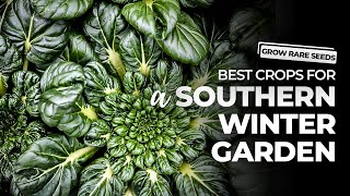 GROW RARE SEEDS  The Best Crops For a Southern Winter Garden [upl. by Romelle]