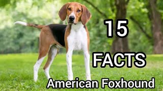 American Foxhound Interesting And Amazing Facts about Foxhound Dog Top15Facts [upl. by Bouzoun884]