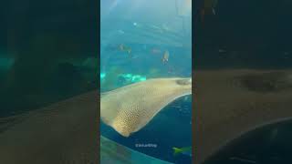 Dubai Waterpark 🌊  Shark Stingray Fish  shorts facts [upl. by Aleen]